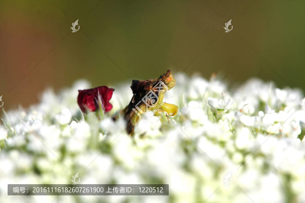 phymatinae埋伏的bug