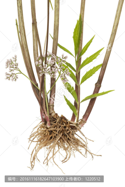 纈草-匯圖網(wǎng) www.fosd68.com 纈草