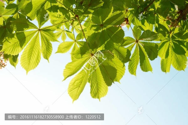綠色栗葉