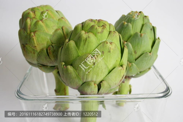 在白色背景的朝鮮薊