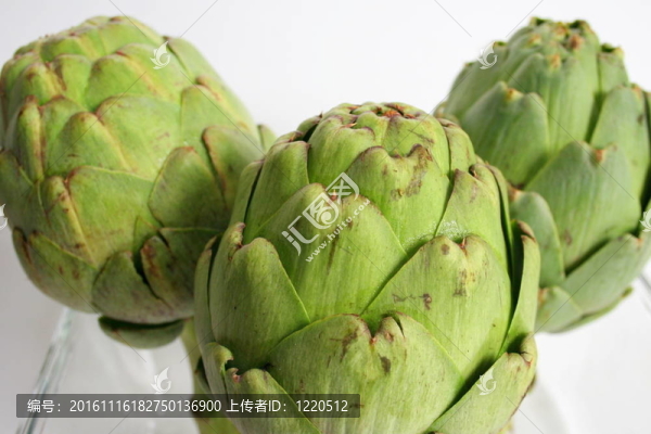 在白色背景的朝鮮薊