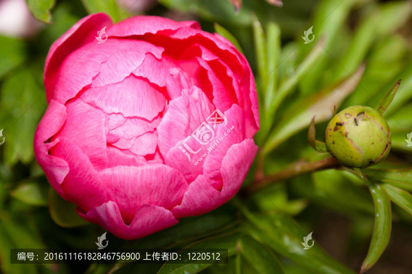 牡丹