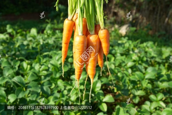 把胡蘿卜