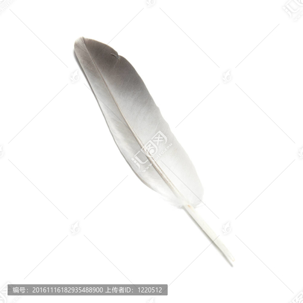 鳥(niǎo)的羽毛