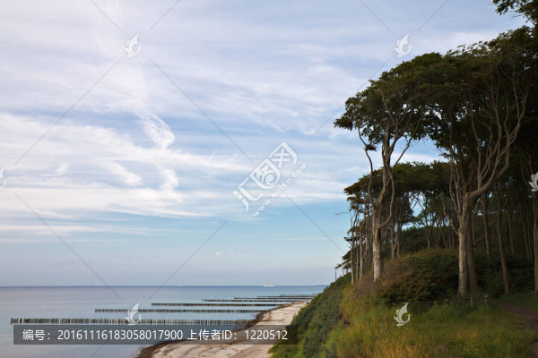 德國波羅的海沿岸的海岸森林。