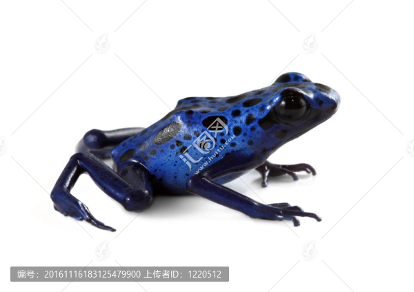 藍(lán)毒蛙