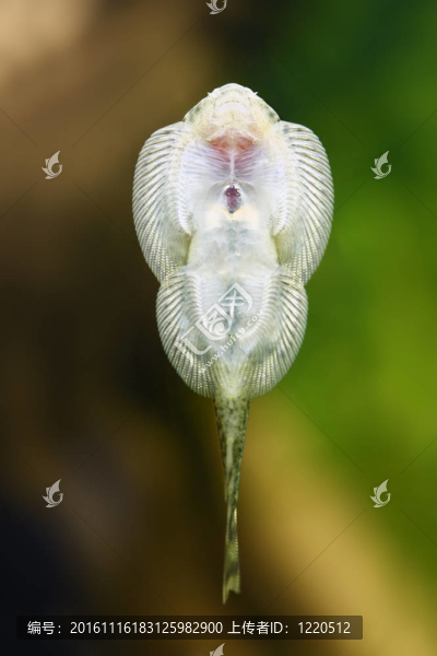 婆羅洲的吸盤魚