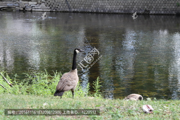 加拿大雁