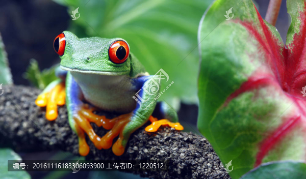 紅眼睛的樹(shù)蛙