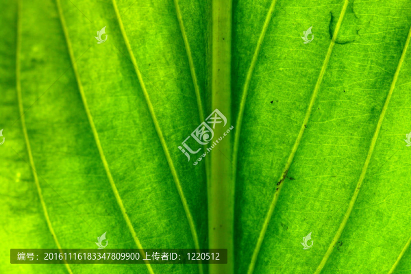 綠色的葉子