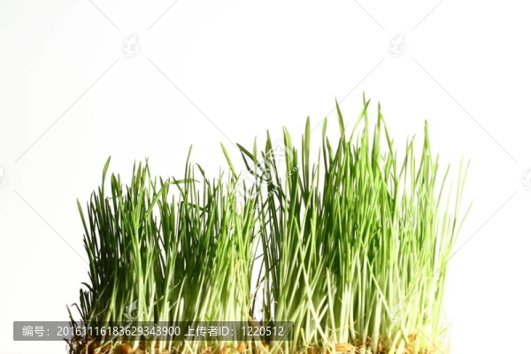 孤立的草