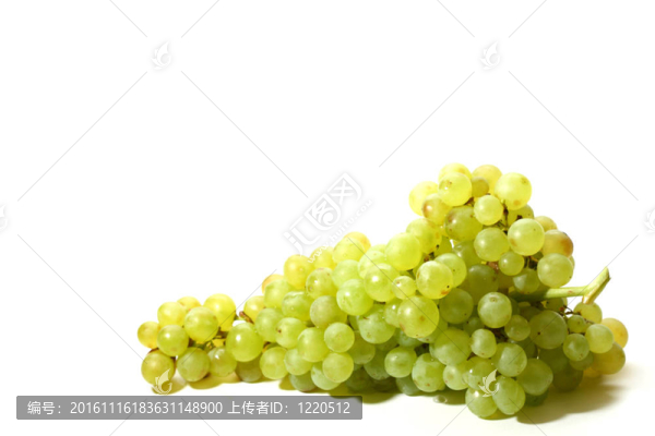 孤立的葡萄