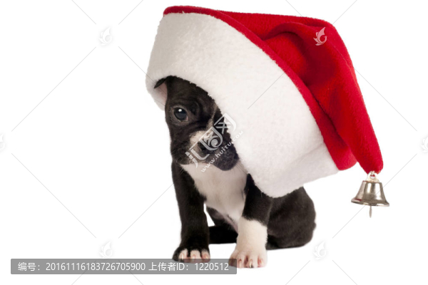 法國斗牛犬。