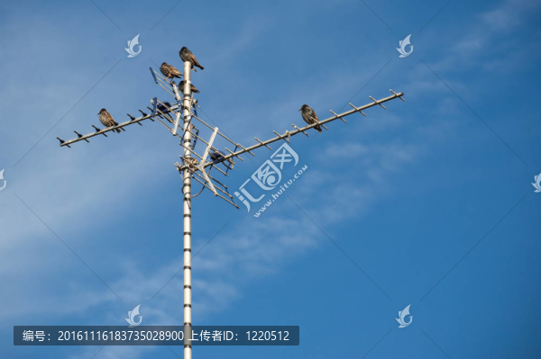 電視天線