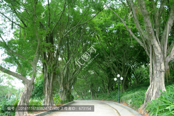 林蔭路