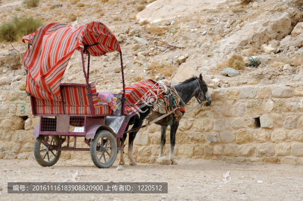 在佩特拉毛驢車