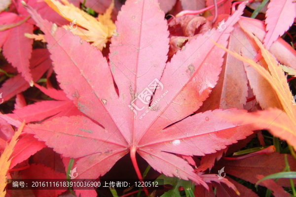 紅色的葉子