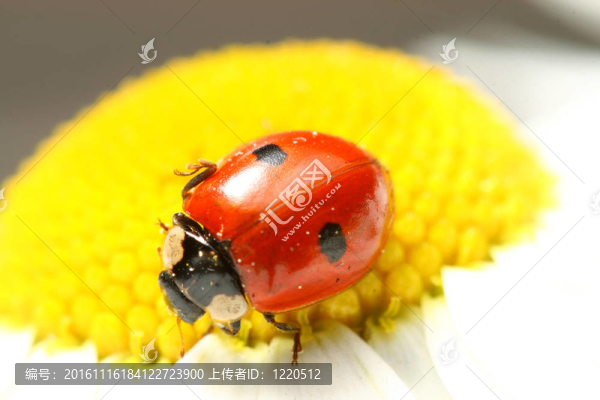 瓢蟲在甘菊