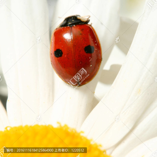 瓢蟲在甘菊