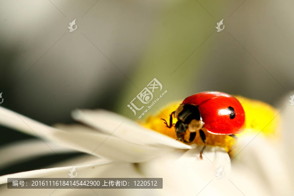 瓢蟲在甘菊