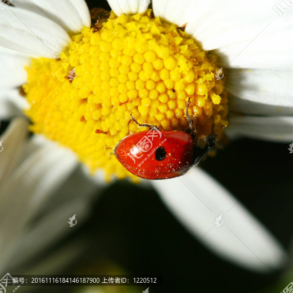 瓢蟲(chóng)在甘菊