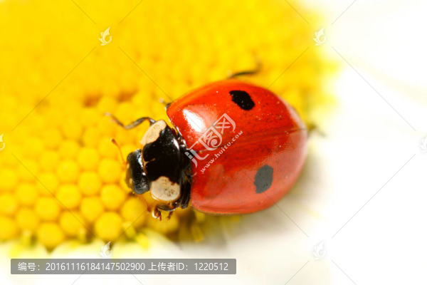 瓢蟲在甘菊