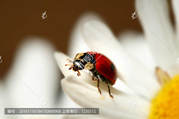 瓢蟲在甘菊