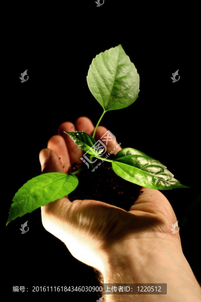 一方面植物