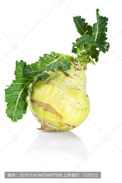 Kohlrabi白菜