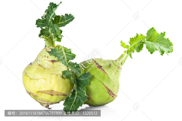 Kohlrabi白菜
