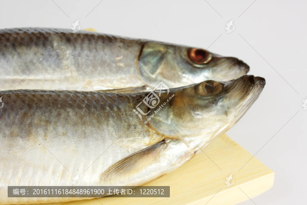 白色背景上腌制的鯡魚
