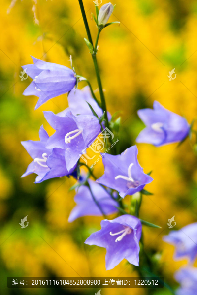 花園的鐘聲