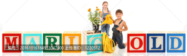 男孩女孩的金盞花
