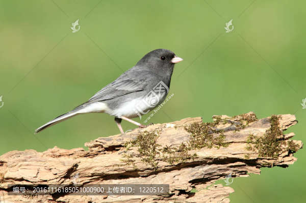 在一個樹樁Junco