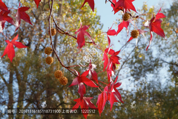 紅色的楓香樹的葉子
