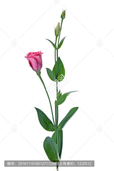 美麗的粉紅色的花