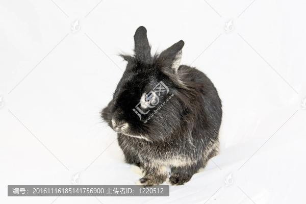 兔子毛絨絨的黑暗
