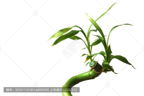 孤立的竹