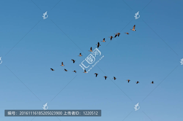 加拿大鵝在飛行中