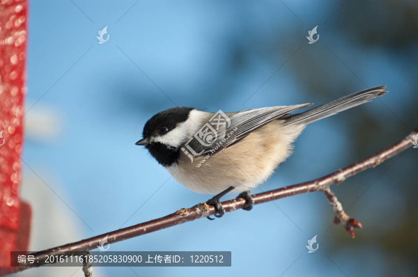 黑頂枝上的山雀