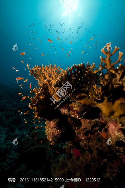 海洋；珊瑚和魚