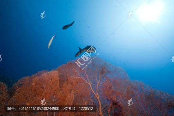 沙鷗；海洋魚類