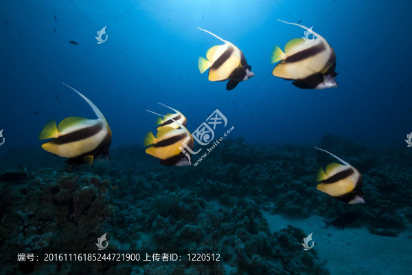 鰭魚(yú)和海洋。