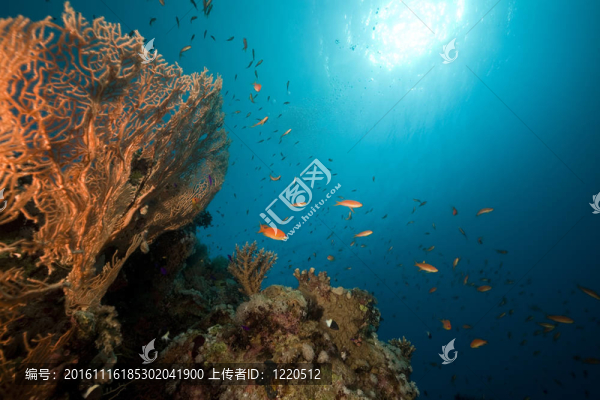 海洋；珊瑚和魚