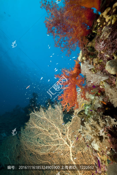 海洋；珊瑚和魚