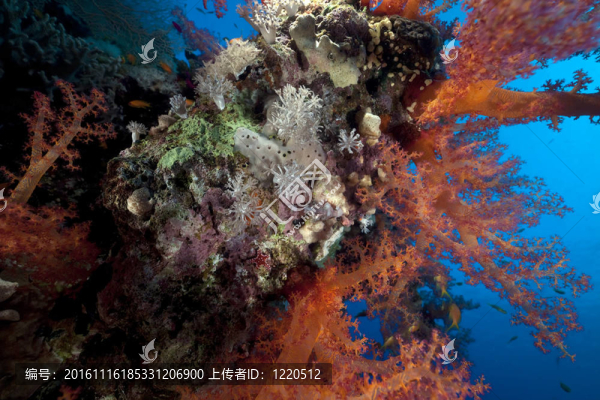 海洋；珊瑚和魚(yú)