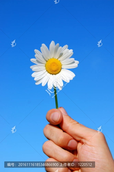 手拿著一朵菊花