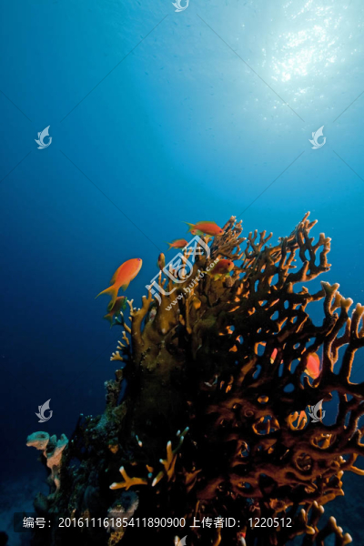 海洋；珊瑚和魚