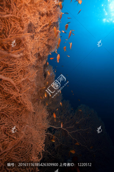 海風和魚。