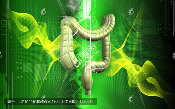 人類(lèi)的消化系統(tǒng)